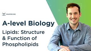 Lipids Structure and Function of Phospholipids  Alevel Biology  OCR AQA Edexcel [upl. by Tivad144]