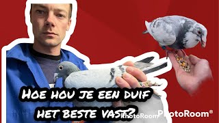 Hoe hou je een duif het beste vast  Postduiven [upl. by Kwok]