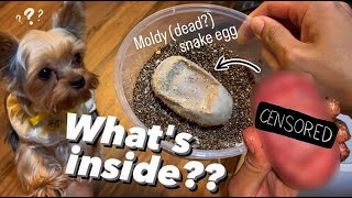 What’s INSIDE a MOLDY SNAKE EGG omg [upl. by Brantley]