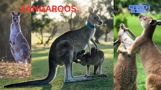 Kangaroos Icons of the Australian Outback [upl. by Johppa]