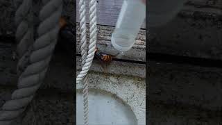 Protecting Japanese Honeybees by Capturing a Giant Hornet [upl. by Iak725]