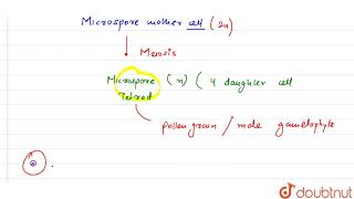 A bilobed dithecous anther has 100 microspore mother cells per microsporangium How many male [upl. by Keever]