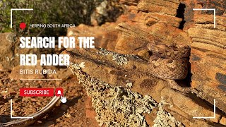 Herping for the Beautiful Red Adder Bitis rubida  Herping South Africa [upl. by Eednyl766]