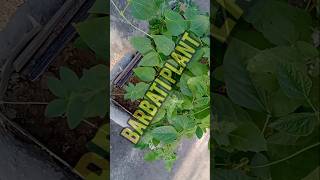 Barbati plant on my terrace garden [upl. by Atiuqcaj694]