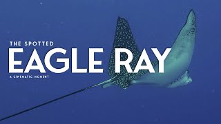 A Breathtaking Moment Majestic Spotted Eagle Ray Near Shore  Villablanca Reef cinematic [upl. by Enyamert]