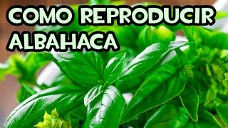 Como reproducir Albahaca por Esquejes  Sin Hormonas [upl. by Magdalen]