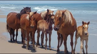 Ouragan Florence les chevaux de Caroline de Nord ont la technique [upl. by Edwine]