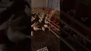 West Africa layer egg farming [upl. by Drahser]