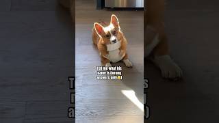 Best comment gets pinned😂📌corginamesfunnyfypdogcutesubscribeanimalpets [upl. by Keely]