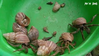 Wow akhirnya saya menemukan kelomang besar dan kecilkecil UmangUmang hermit crab Umang [upl. by Radack563]