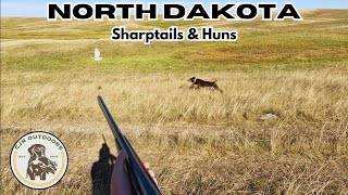 North Dakota Sharptails amp Huns BIRDS HOLD TIGHT [upl. by Lourdes]