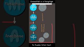 Chromatids in a Karyotype  Amoeba Sisters Shorts [upl. by Sedgewick]