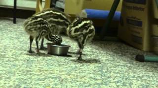 Emu chick with twisted leg [upl. by Acnaib]