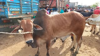 FEIRA DE GADO EM CAMPINA GRANDEPB 28022024 [upl. by Ragde686]