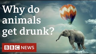 Do animals get drunk intentionally  Deeply Human BBC World Service [upl. by Llenrahs]