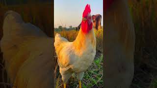 rooster crowing sound effect  chicken language sounds🐓shortschickenpetsanimals [upl. by Brower302]