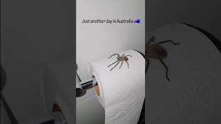 WHAT WOULD YOU DO 🕷️🧻😱😭 comedy funny lol relatable spider spiders [upl. by Latreshia400]