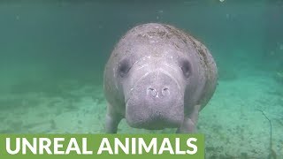 Extremely friendly manatee swims right up to diver [upl. by Mosnar244]