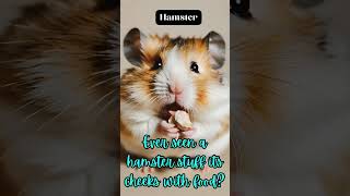 Revealing the dark secrets of hamsters Eating habits🐹 animals [upl. by Kareem]