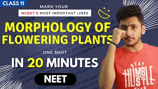 Morphology of Flowering Plants Class 11  Biology  For NEET  Full Revision In 20 Minutes [upl. by Brandy169]