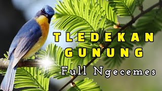 TLEDEKAN GUNUNG FULL NGERIWIK [upl. by Idac948]