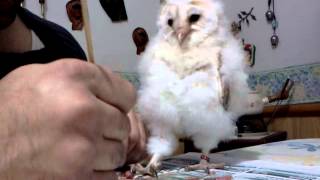 my 5 week baby barn owl [upl. by Candless]