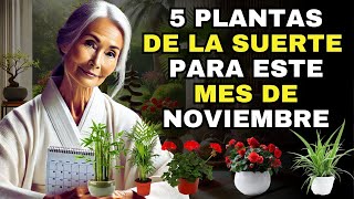 En NOVIEMBRE coloca estas 5 PLANTAS en tu CASA  ATRAE DINERO y BUENA SUERTE [upl. by Carlynne983]