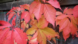 Virginia Creeper  Fall Color My Backyard Ontario Canada [upl. by Fokos]