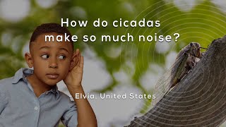 How do cicadas make so much noise [upl. by Otanutrof]