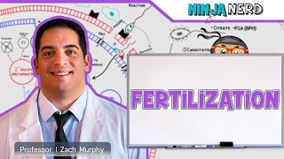 Reproductive System  Fertilization [upl. by Parrott822]