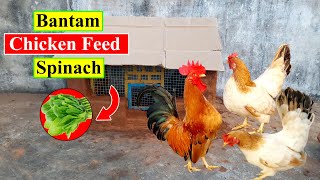 Bantam Chicken Feed  Chicken FoodSpinach  Organic Chicken Feed  Birds and Animals Planet [upl. by Tat]