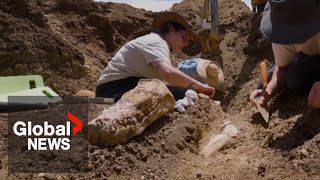 100millionyearold plesiosaur reptile skeleton found in Australias outback [upl. by Eliathas983]