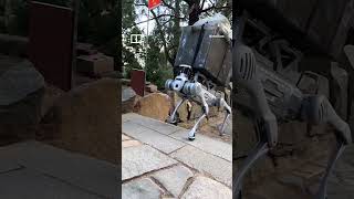 Robot dog takes over tough tasks on Mount Tai shorts [upl. by Odab]