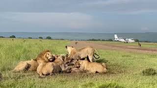 Enkuyanai Male Lions Feasting close to Airstrip  Hyenas Waiting  12 December 2023 [upl. by Wasson]