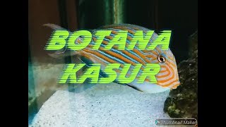 Memelihara Ikan Botana Kasur  Keeping Clown Surgeonfish Acanthurus Lineatus [upl. by Hayila216]