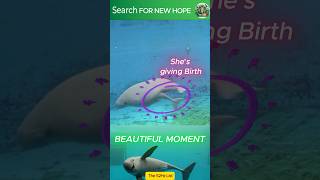 Yangtze Finless Porpoise birth moment bring us hope wildlife animal habitatloss conservation [upl. by Gemini]