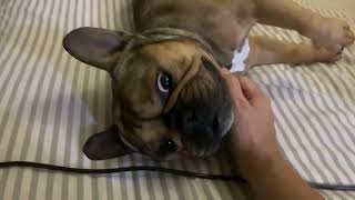 French bulldog playing Things Nobody Tells You About Owning A French Bulldog [upl. by Mosley]