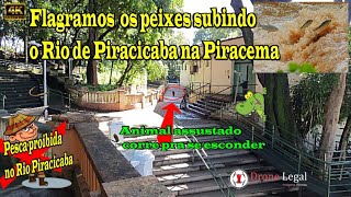 Peixes saltando no Rio Piracicaba  PiracemaFish jumping in the Piracicaba River Drone Legal EP83 [upl. by Sibylle]