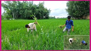 Removing grass from paddy field  সনাতন পদ্ধতিতে জমির আগাছাঘাস পরিষ্কার করা [upl. by Imugem791]