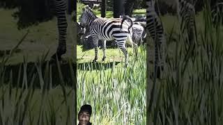 zebra animals nature wildlife cute shortvideo horse duetz comedyfilms animaltv [upl. by Ailee]