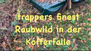 Raubwild in der Kofferfalle [upl. by Anomahs]