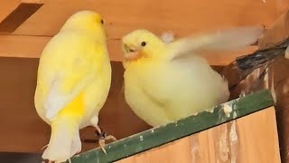 First canary fledged the nest [upl. by Annaul606]