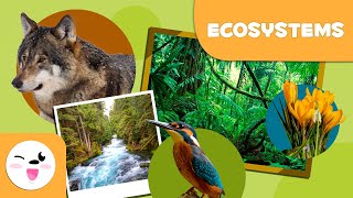 What are ecosystems Types of Ecosystems for Kids [upl. by Kira852]