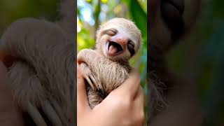 Sloth Babys Sweet Smile 😍🦥 AdorableMoments [upl. by Manny]