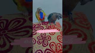 കല്ലു അദ്യ ട്രെയിനിംഗ് l Mittu amp Kallu My companion l Pet Bird Training l Mottathalayan Clicks [upl. by Hsaniva771]