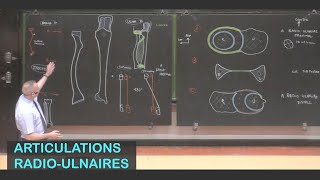 Anatomie des articulations radioulnaires Membre supérieur 10 [upl. by Learsiy]