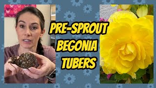 How to Start Tuberous Begonias Indoors [upl. by Tnecnivleahcim]