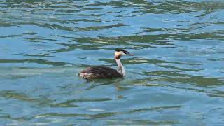 Svasso maggiore  Great Crested Grebe  Podiceps cristatus [upl. by Phenica]