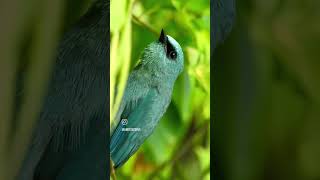 Verditer flycatcher verditerflycatcher sound [upl. by Hakaber967]