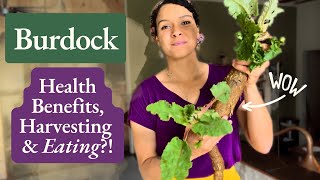 Burdock Health Benefits Medicinal Uses amp More [upl. by Silloc958]